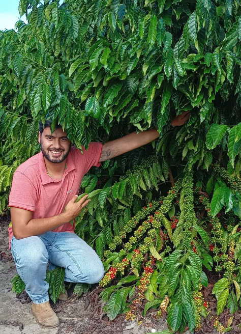 Grãos em Maturação