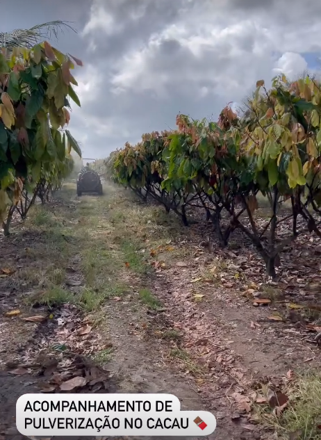 Pulverização no Cacau